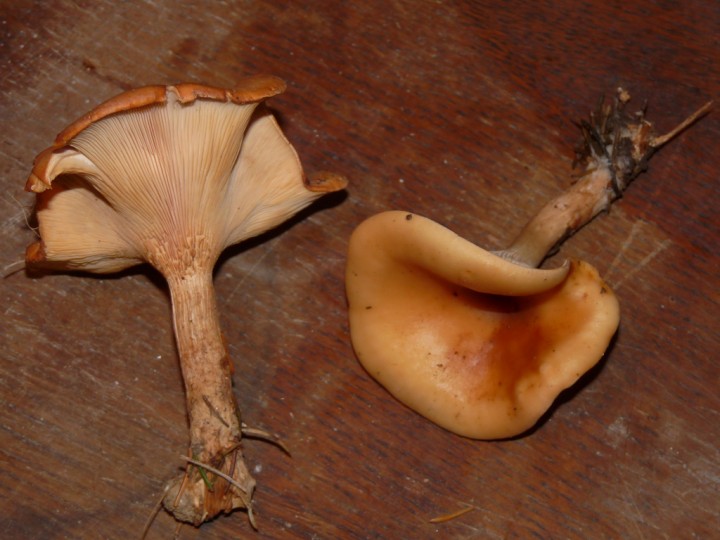 P1020176.jpg