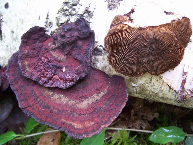 Daedaleopsis confragosa 2 b.jpg