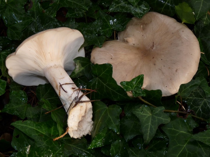 P1020181.jpg