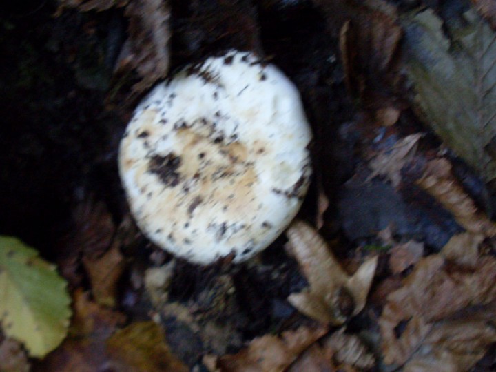 SL383313.jpg