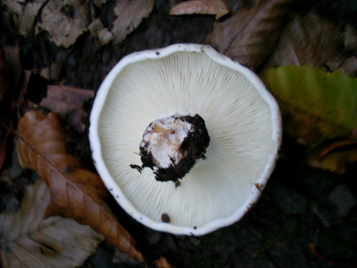 SL383314.jpg