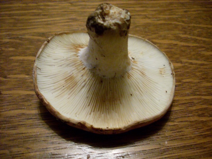 SL383336.jpg