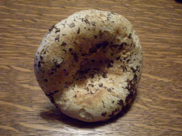 SL383335.jpg