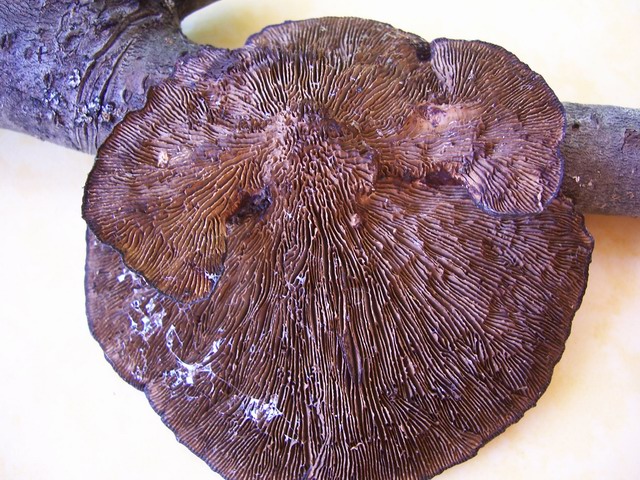 Daedaleopsis confragosa 1 b.jpg