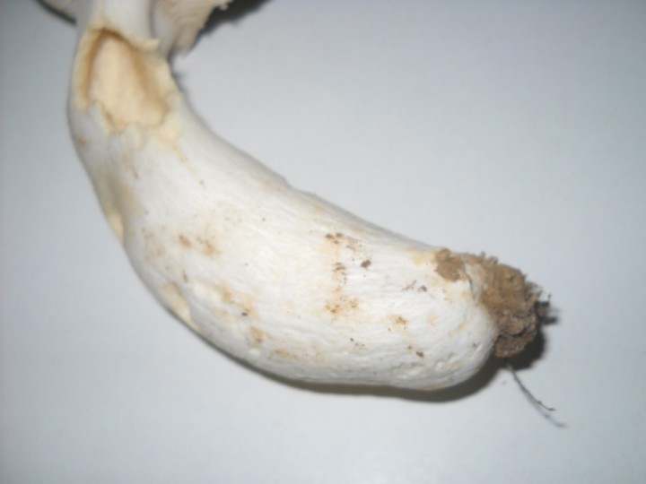 DSCN0890.jpg