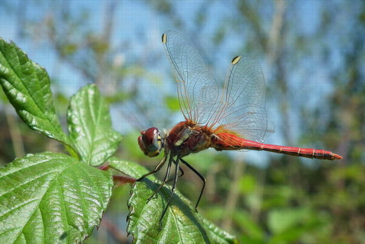 libellules 418.jpg