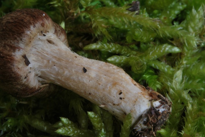DSC_2559.jpg