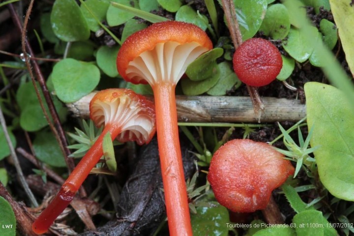 Hygrocybe coccineocrenata1.JPG