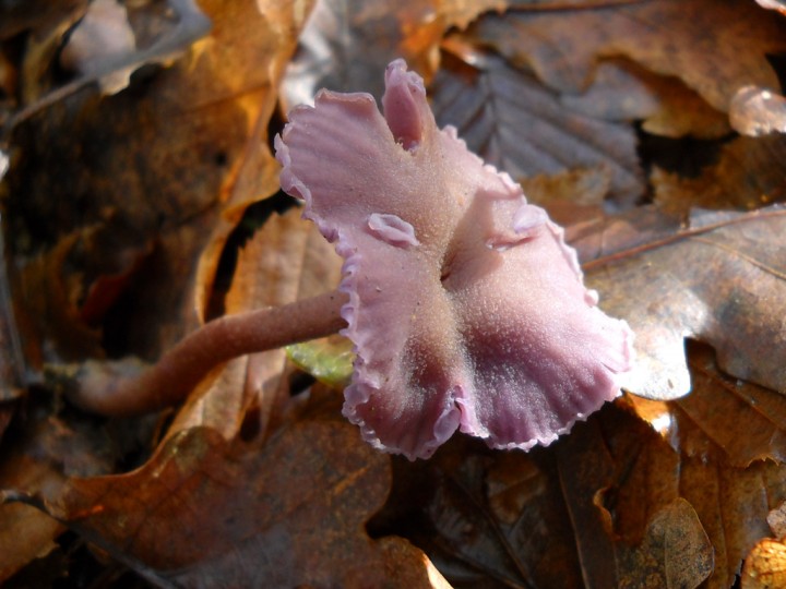 DSCN0747.jpg