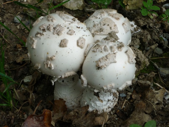 P1000755.jpg