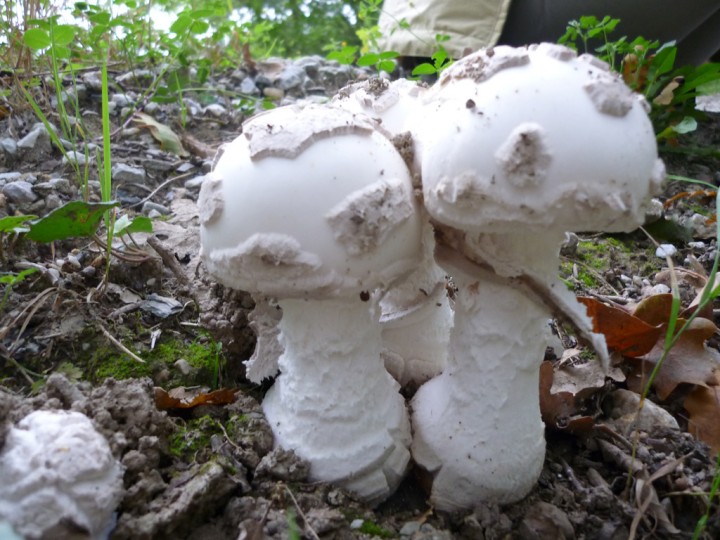 P1000757.jpg