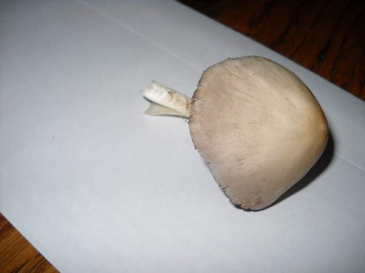 DSCN0839.JPG