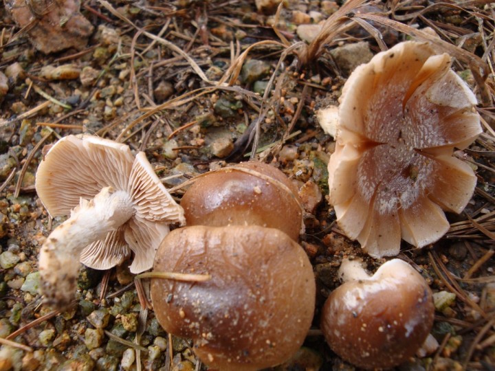 Hebeloma subcaespitosum 2.JPG