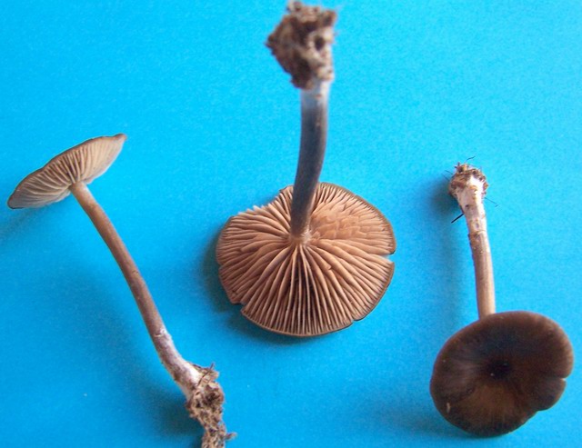 Eentoloma hirtipes ou hebes 2 b.jpg