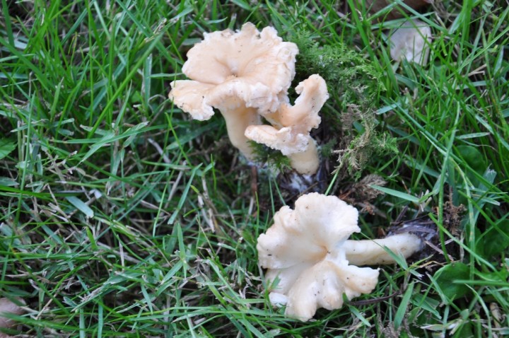 DSC_0450.JPG