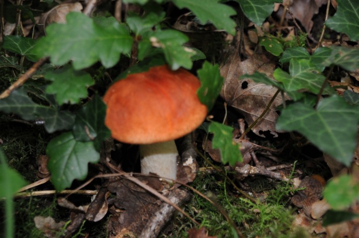 DSC_9777.JPG