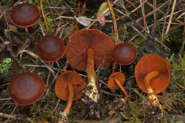 CORTINARIUS CB.JPG