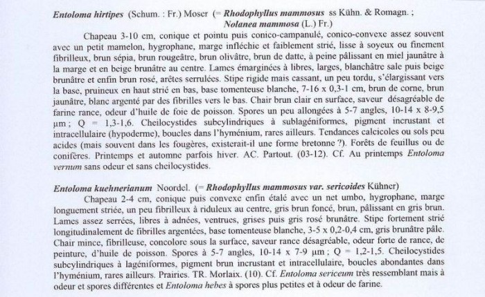 Entoloma  hirtipes.jpg