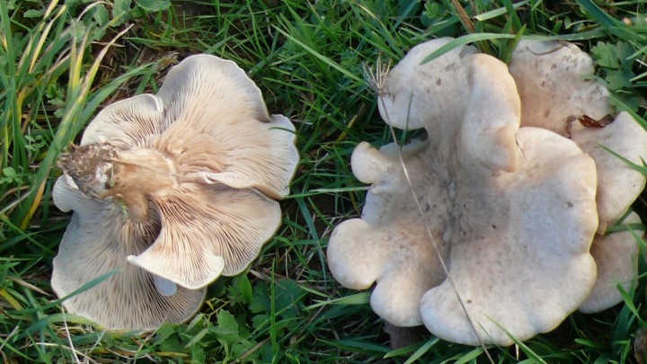 P1020831.JPG