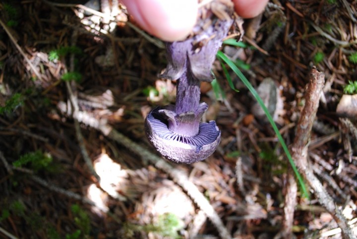DSC_0035.JPG