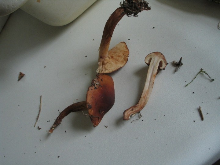 tricholoma-sp_01.jpg