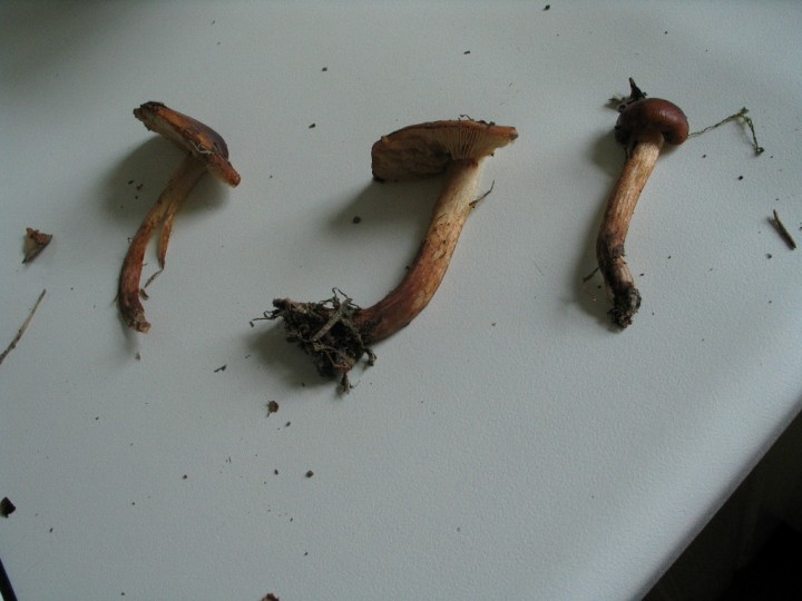 tricholoma-sp_02.jpg