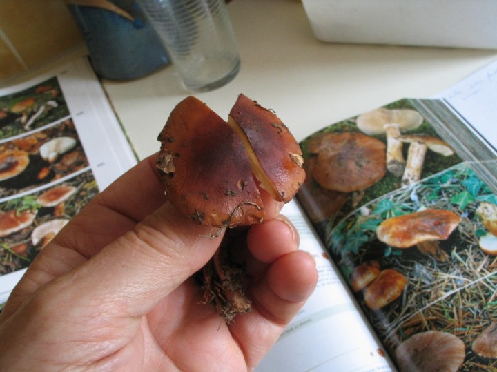 tricholoma-sp_03.jpg
