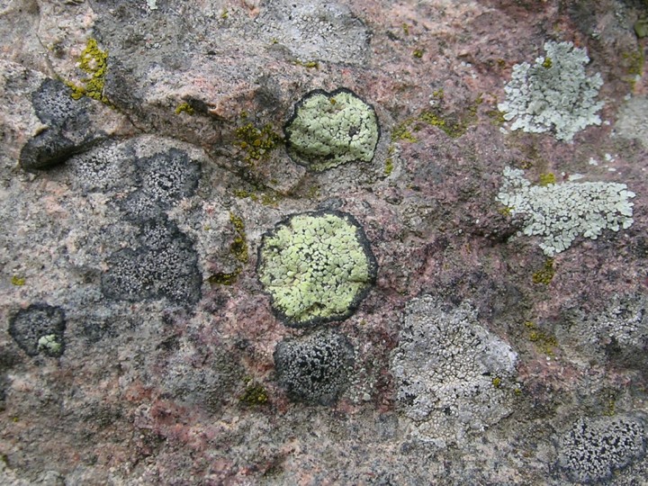jaune, au centre, Rhizocarpon geographicum avec hypothalle noir?