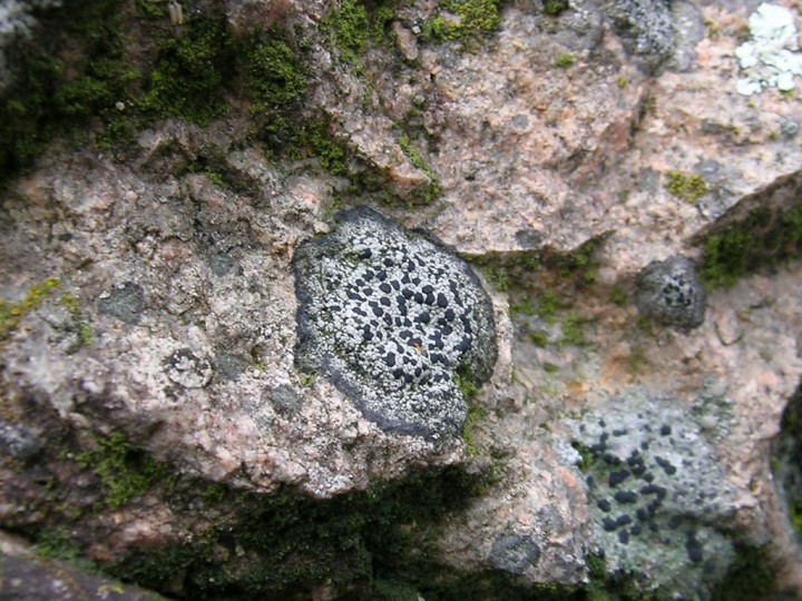 Lecanora sp?