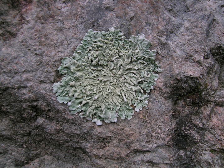 Lobaria sp?