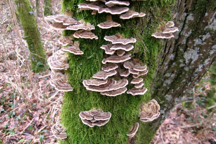 Trametes sp6.JPG