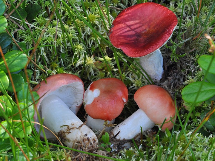Russula_griseascens.jpg