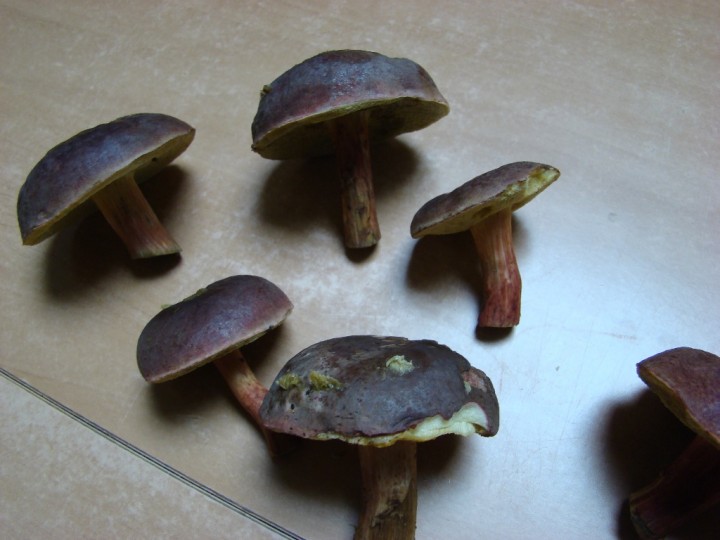 DSC03080.JPG