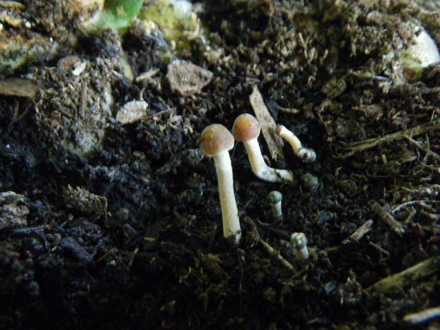 imgp0122t.jpg