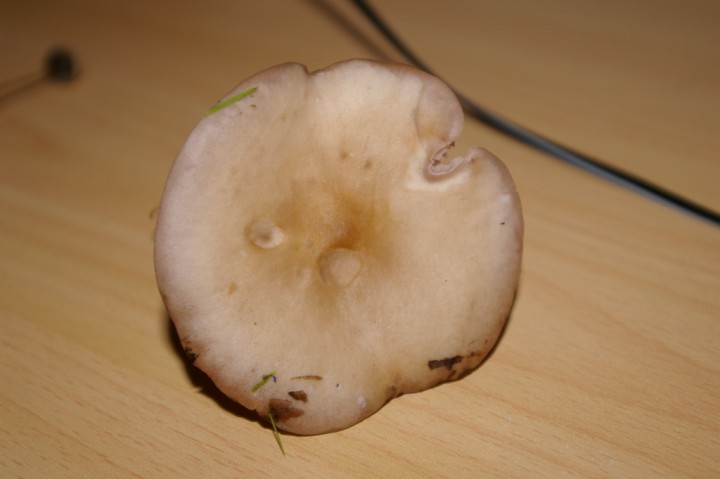 IMGP2440.JPG