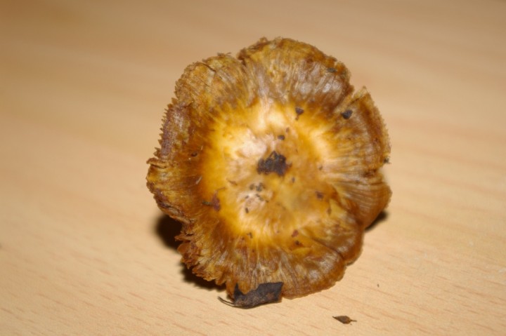 IMGP2443.JPG