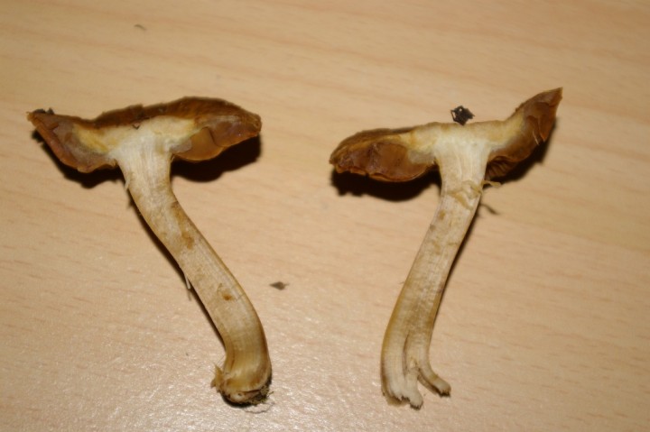 IMGP2445.JPG