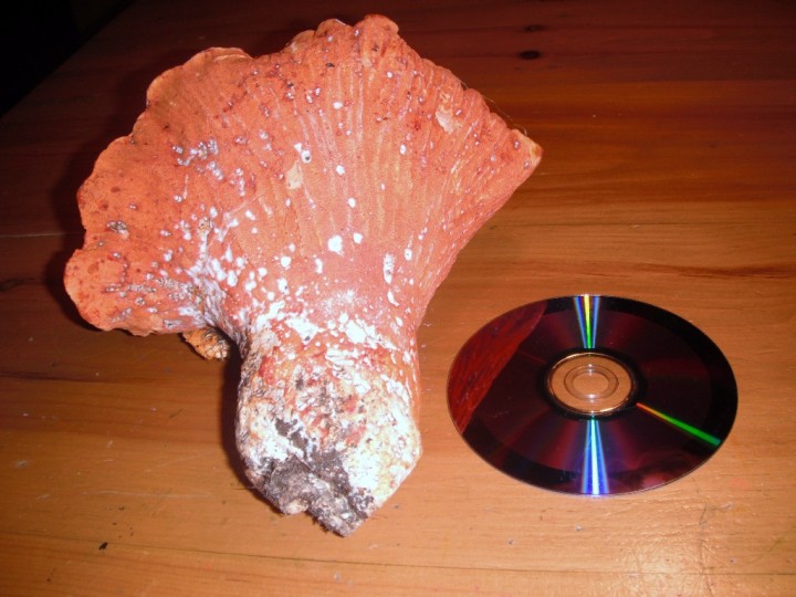 DSCF1968 (2).jpg