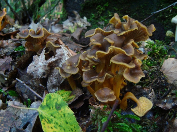 Craterellus tubaeformis