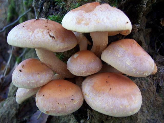 Hypholoma_sublateritium_3 B.jpg