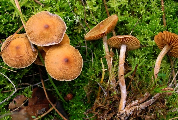 cortinarius sp3 151104 4.jpg
