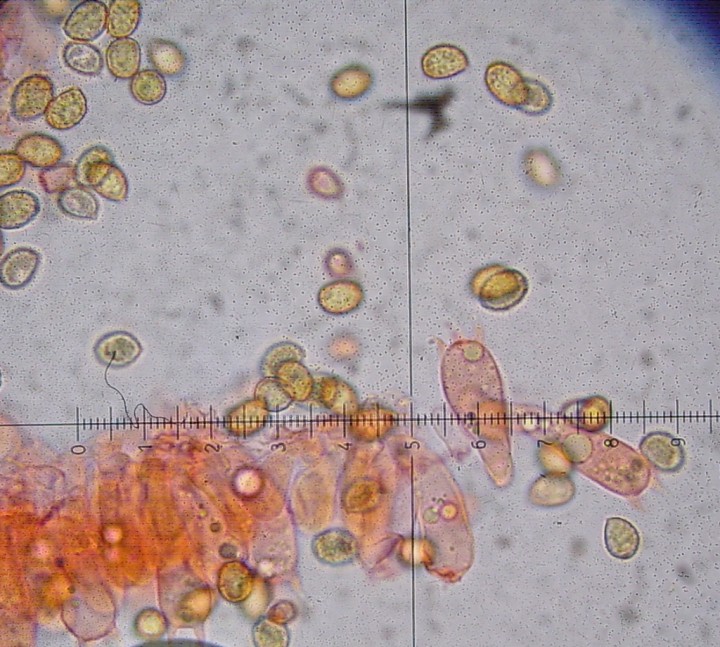 cortinaire sp3 141104 1.jpg