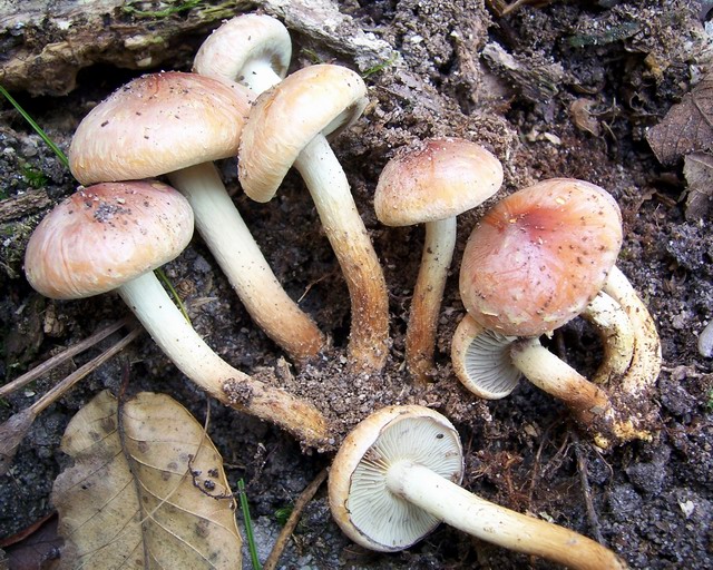 Hypholoma_sublateritium_5 B.jpg