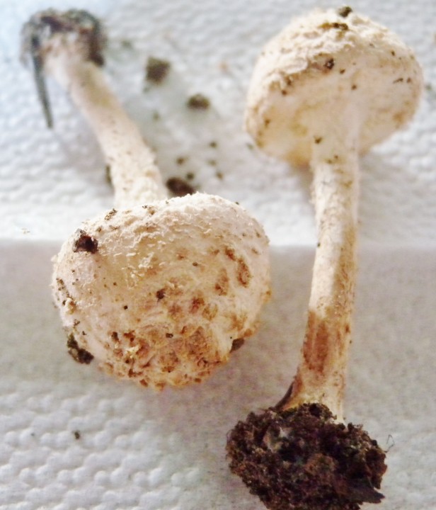 DSCN5814.JPG