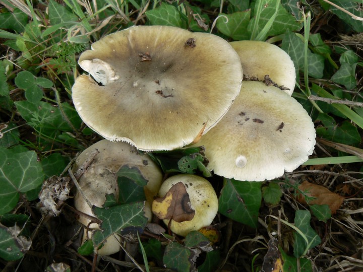 Amanita-phalloides_01.jpg