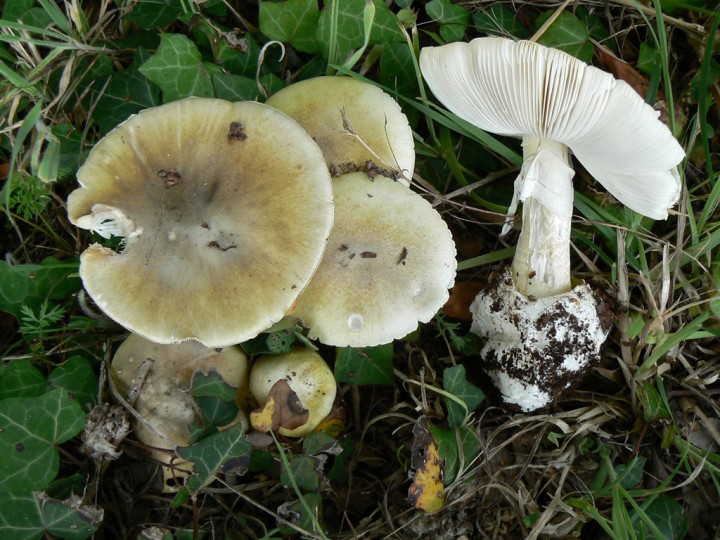 Amanita-phalloides_02.jpg
