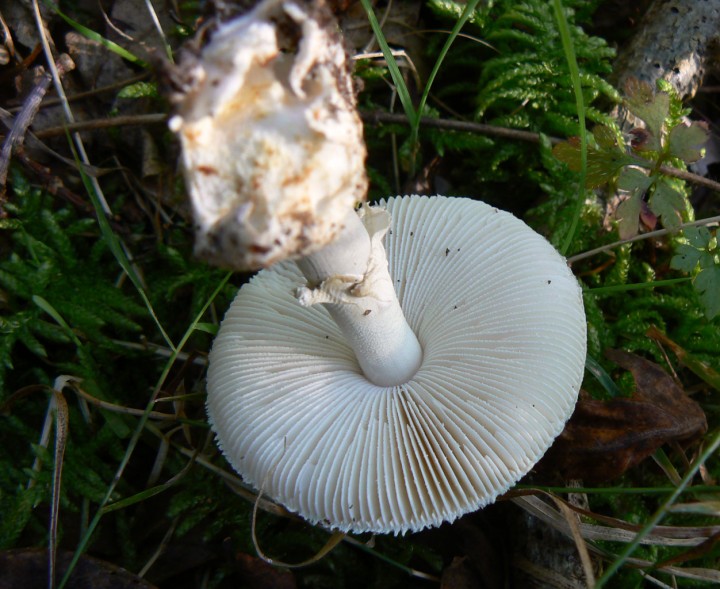 Amanita_citrina_var_alba_2.jpg