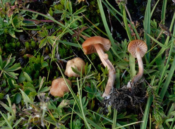 Laccata montana