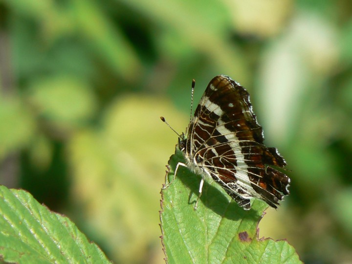 Araschnia-levana.jpg