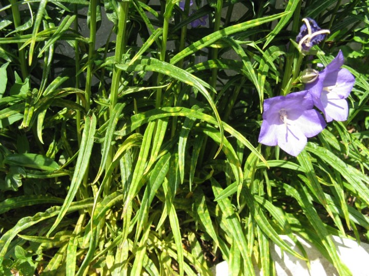 campanule fleur.jpg